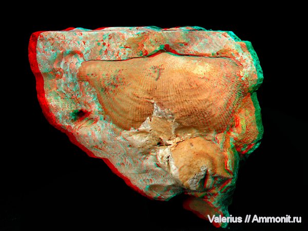 карбон, продуктиды, отпечатки, 3D-изображения, створки, Productida