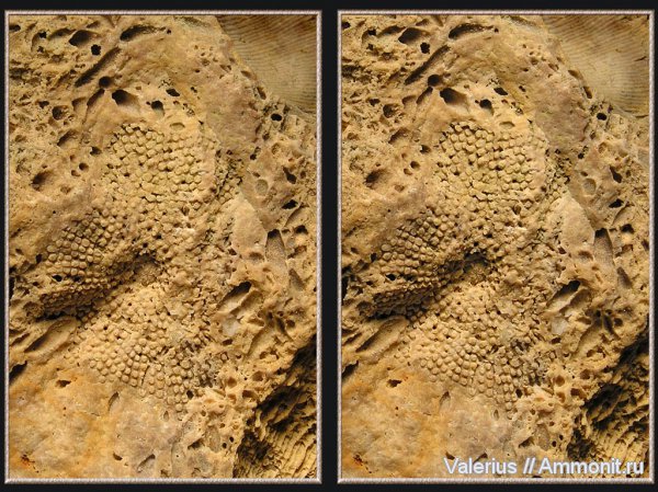 карбон, мшанки, Fenestella, отпечатки, фенестелла, 3D-изображения