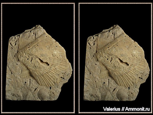 карбон, гребешки, отпечатки, 3D-изображения, Pernopecten