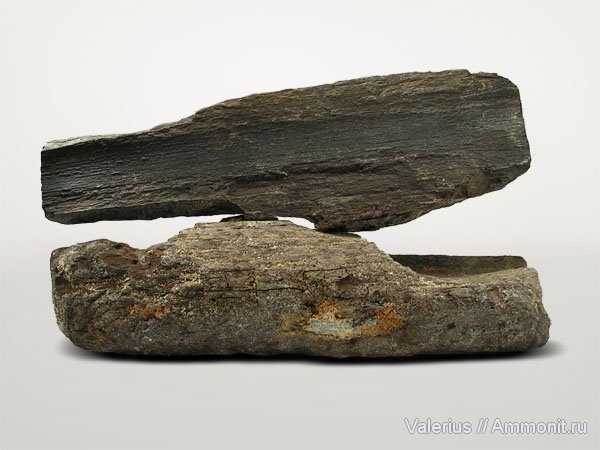 юра, хвойные, Электростальский карьер, Jurassic