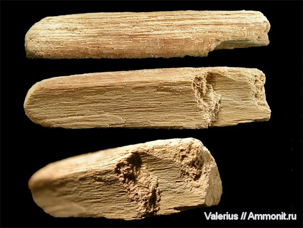 юра, древесина, Jurassic