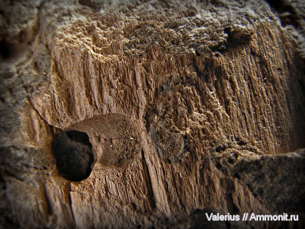 юра, древесина, Jurassic