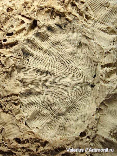 брахиоподы, карбон, Meekella, створки, Orthotetida