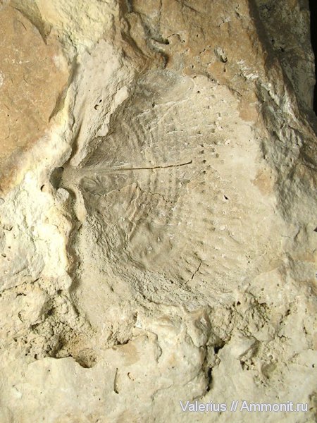 карбон, продуктиды, отпечатки, створки, Productida