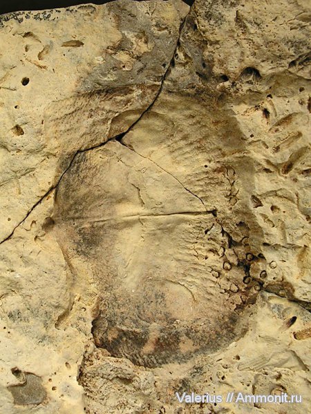 карбон, продуктиды, отпечатки, створки, Productida