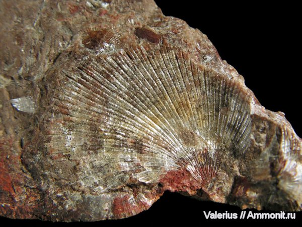 брахиоподы, карбон, перламутр, Orthotetes, Schellwienella, Orthotetida