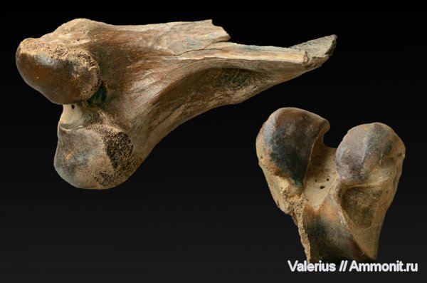 млекопитающие