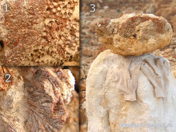 карбон, Chaetetes, средний карбон, Petalaxis, обрастание, Epizoans
