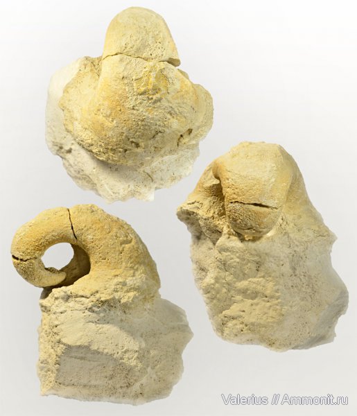 гастроподы, карбон, Bellerophon, устье, ядра
