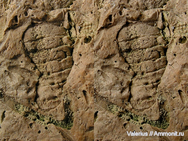 карбон, Fusulina, Orthoceras, 3D-изображения