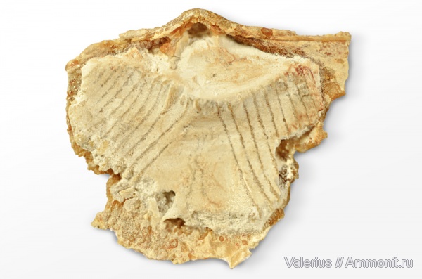 карбон, Choristites, брахиальный аппарат