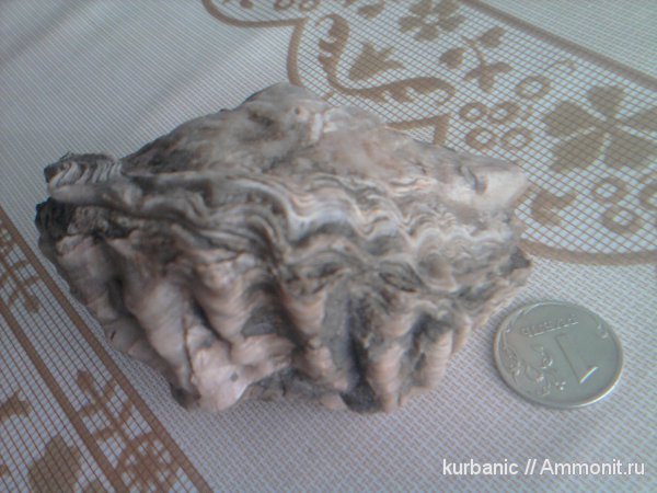 двустворчатые моллюски, Ostrea