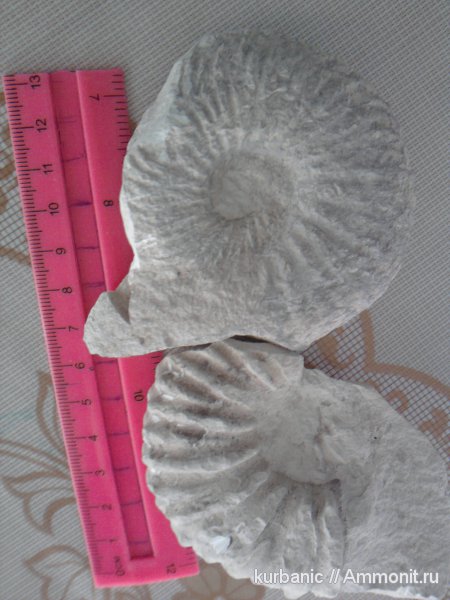 аммониты, Ammonites