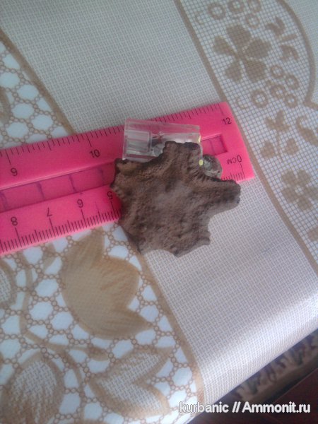 морские звезды