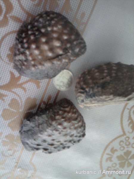 двустворчатые моллюски, Quadratotrigonia, quadratotrigonia nodosa, тригонии