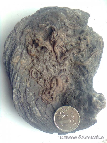 кольчатые черви, Serpula