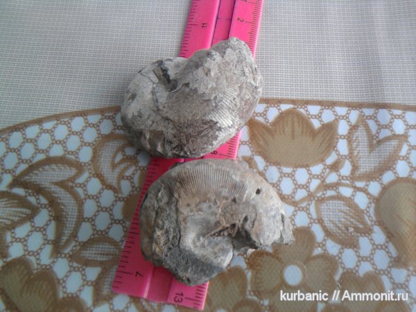 Euphylloceras, Phylloceratidae