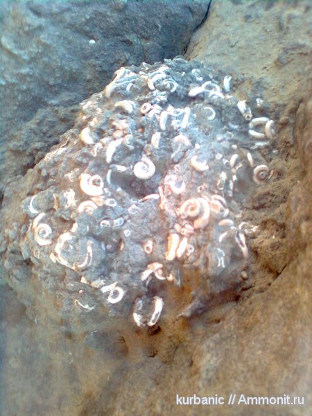 кольчатые черви