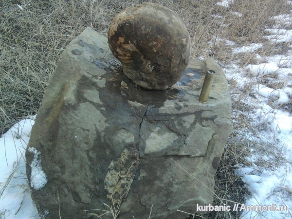 Cymatoceras, Eucymatoceras, Cymatoceratidae