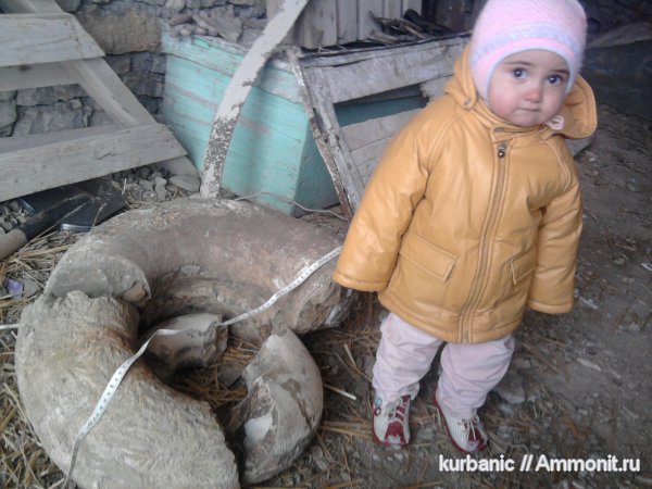 Lytoceras, Lytoceratina