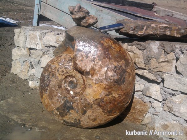 аммониты, Parahoplites