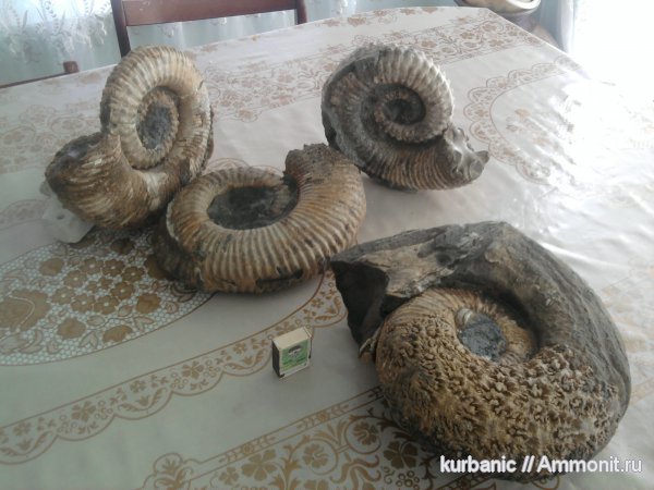 аммониты, Ammonitoceras, Ammonites