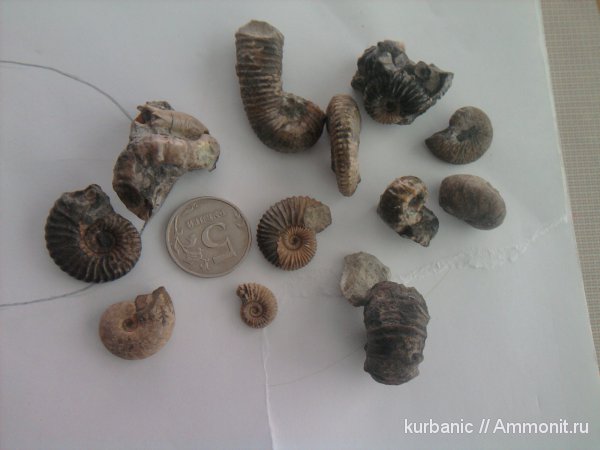 аммониты, Ammonites, Acanthohoplites, Acrioceras