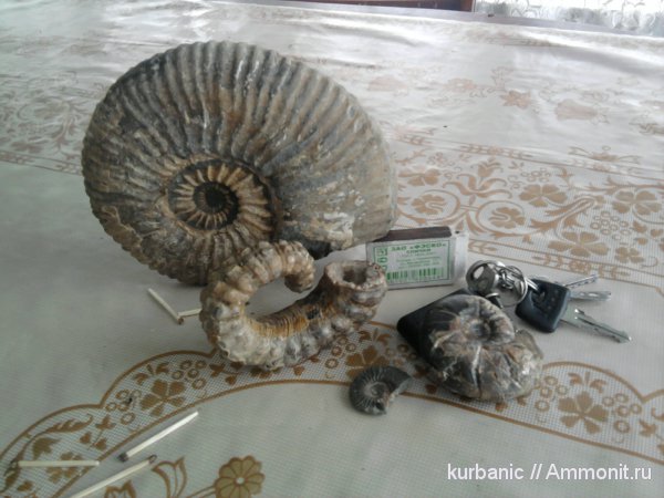 аммониты, Ammonitoceras, Tetragonites, Ammonites, Acanthohoplites