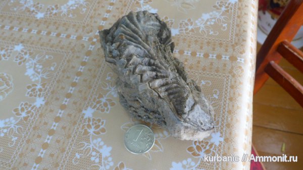 Lopha, Lopha rectangujaris