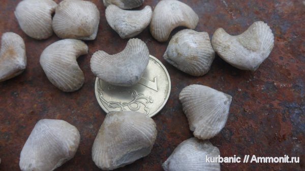 брахиоподы