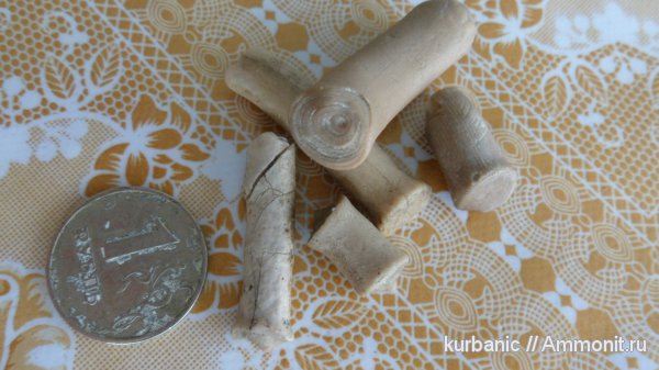 кораллы, Isis