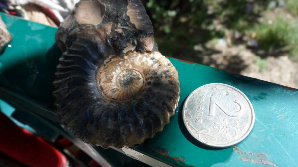 Deshayesites, Deshayesitidae, Aptian