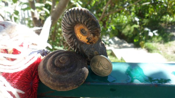 аммониты, гастроподы, Deshayesites, Ammonites, Deshayesitidae, Aptian