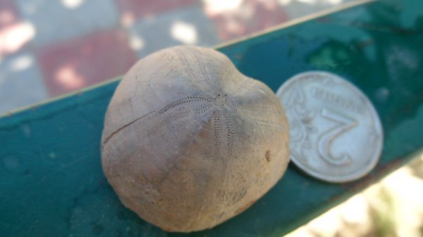 морские ежи, Toxaster, Toxaster breyniusi