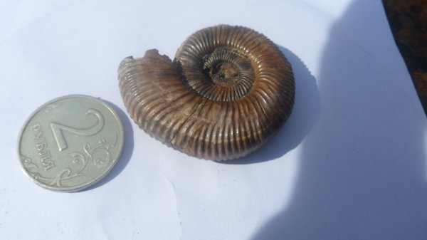 аммониты, Binatisphinctes, Ammonites