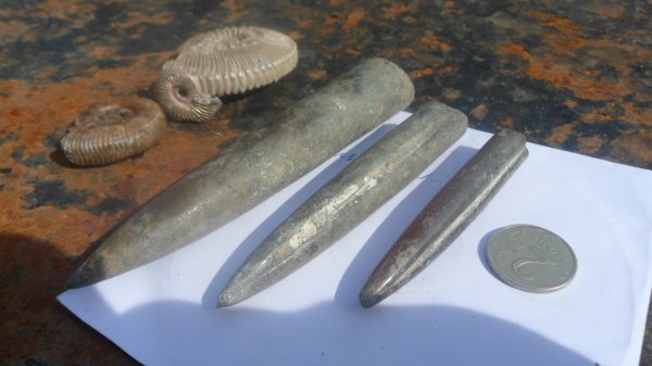 белемниты, belemnites