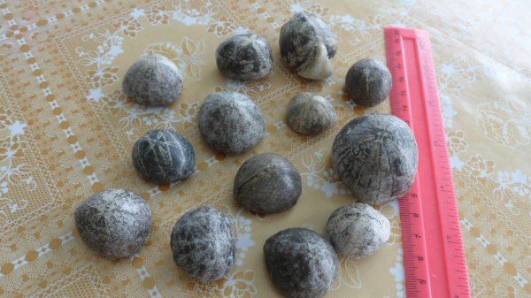 морские ежи