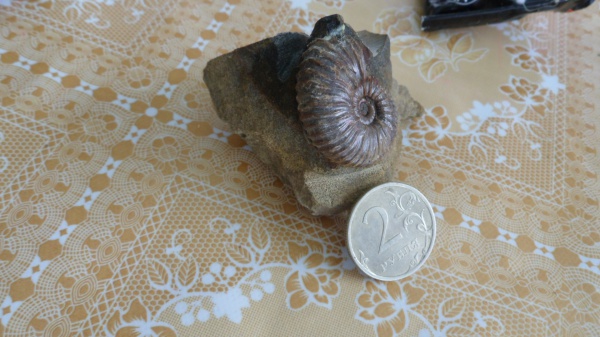 аммониты, Ammonites