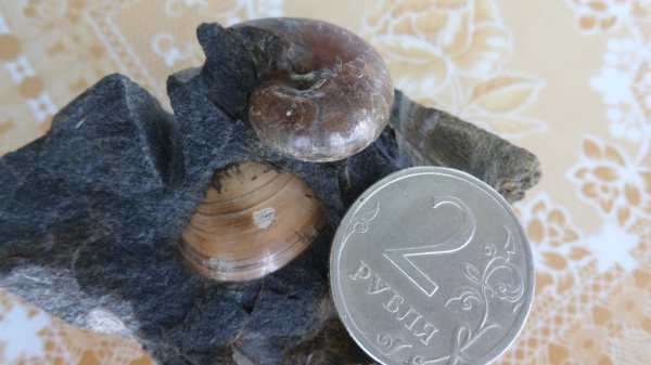 аммониты, Ammonites