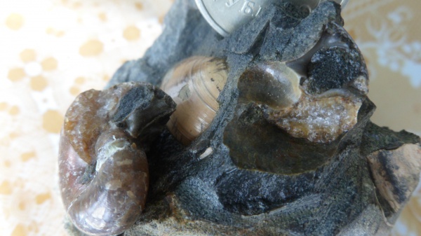 аммониты, Ammonites