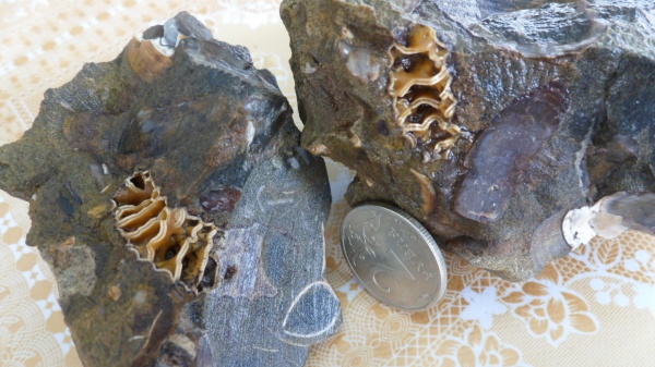 аммониты, Ammonites