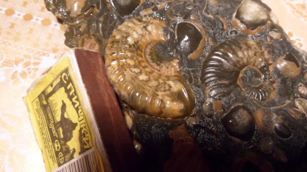 аммониты, Deshayesites, Ammonites