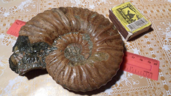аммониты, Deshayesites, Ammonites