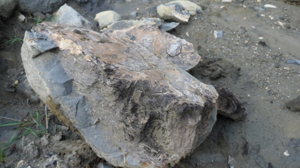 окаменевшее дерево