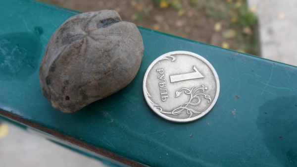 морские ежи