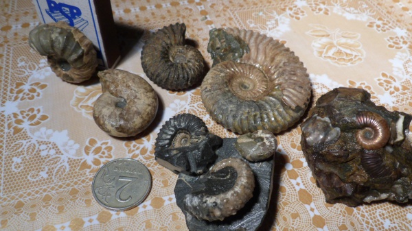 аммониты, Ammonites