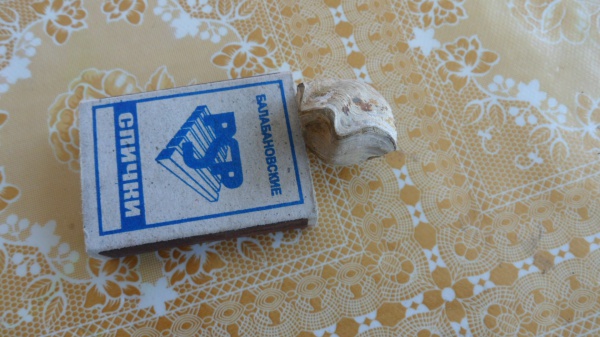 Terebratula salevensis