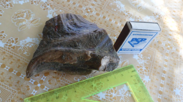 Isognomon, Isognomon milleti