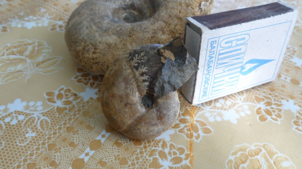 лопастные линии, Salfeldiella