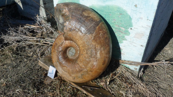 Parahoplites, Parahoplitidae